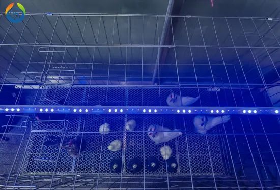 Dimmable IP67 Intelligent Poultry Farming Lighting LED Poultry Light Tube - Image 3