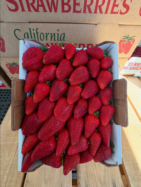 Ripe Large Strawberries,Red Delicious Strawberry Excellent Presentation Ready Export - Image 2