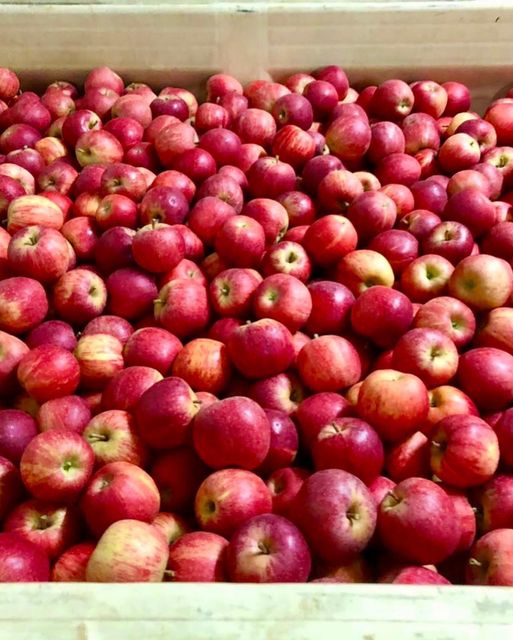Quality Royal Beauty Apples for sale - Image 5