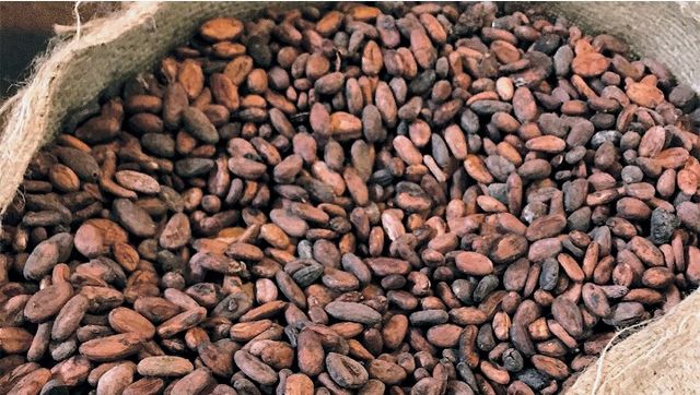 Cocoa – product photo 1, product detail gallery