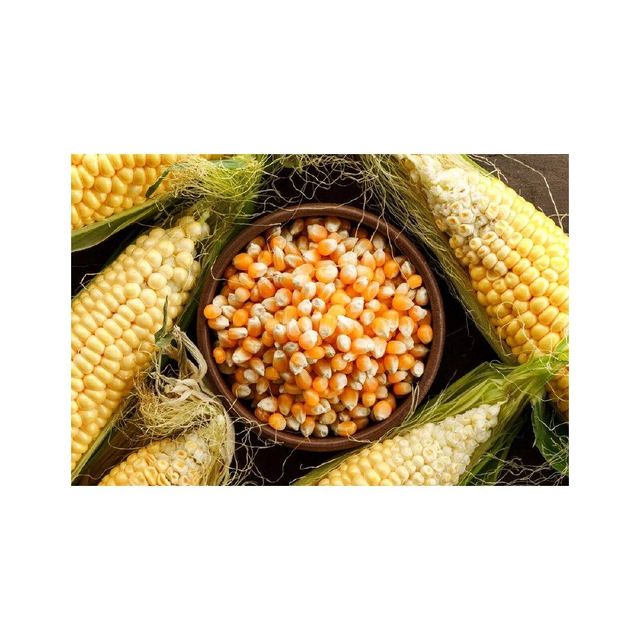 Yellow Corn/Maize for Animal Feed / YELLOW CORN FOR POULTRY FEED Cheap Price - Image 3