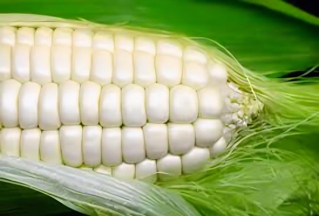 corn (maize) Origin India Place of Origin india Delivery Form Bag, Sacks Features GMO-Free, Natural Packaging Size 50 K.g., > 10 kg to 25 kg, > 2 kg to 5 kg, > 25 kg - Image 3