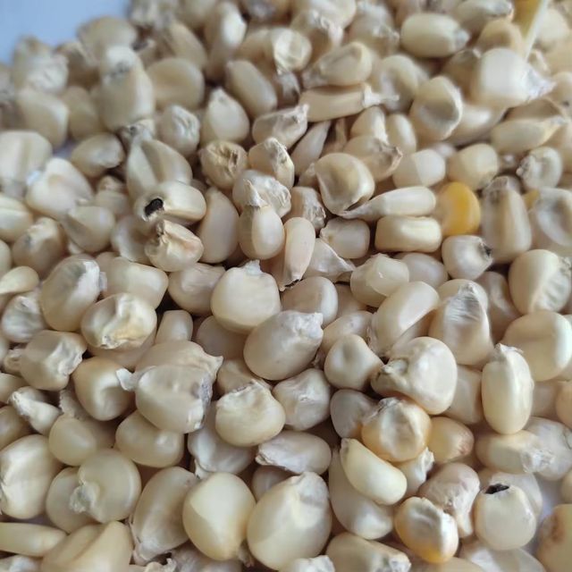Fresh White Corn Packed For Processing White Corn With Moisture 100% Optimized For Milling And Food Manufacturing - Image 3