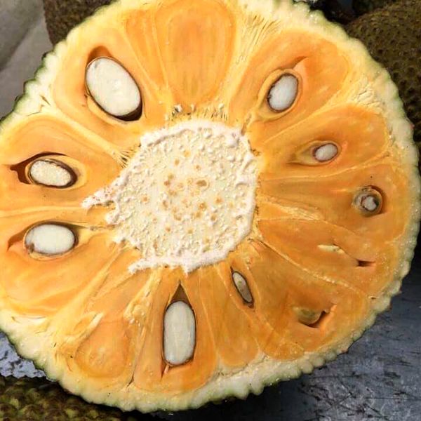 Fresh Jackfruit Export from Vietnam - 100% Organic High Quality (Certification: GAP, HACCP...) - Image 4