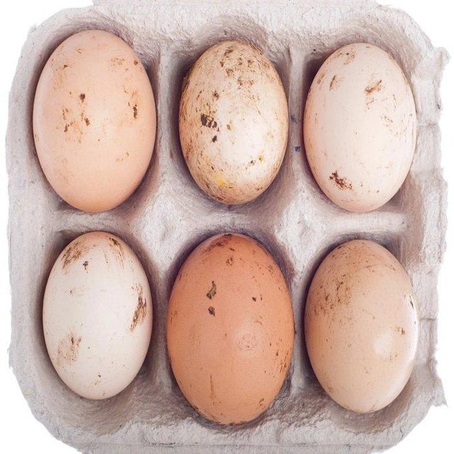 New Fresh Chicken Eggs Farmed Eggs,Table Eggs in Excellent Quality White Shell and Brown Shell - Image 4