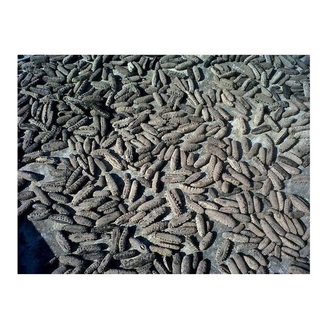 Cheap Wholesale Top Quality Dried Sea Cucumber (Seafood) In Bulk - Image 5