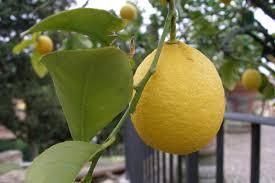 Fresh Algerian Yellow Lemon - Image 5