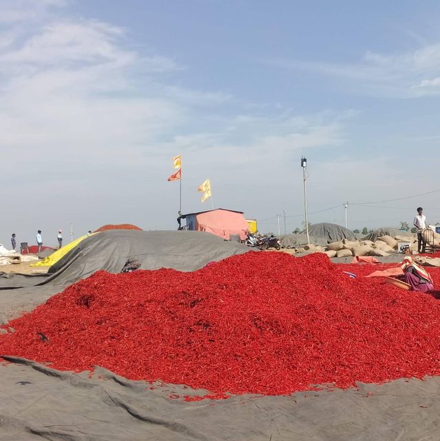 Dried red Chili - Image 2