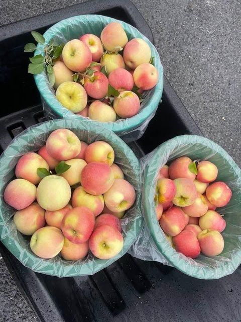 Premium Fuji Apples for Export -Quality ,Great taste - Image 5