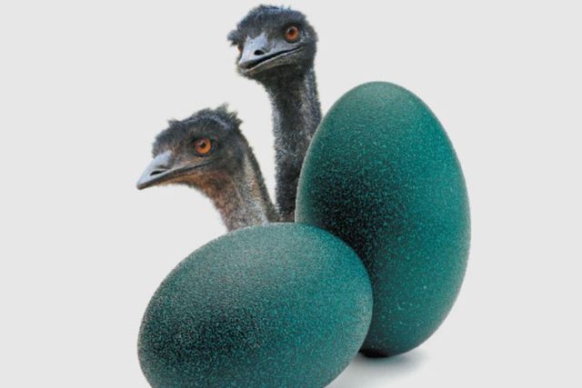 Edible emu eggs bulk trade - Image 3