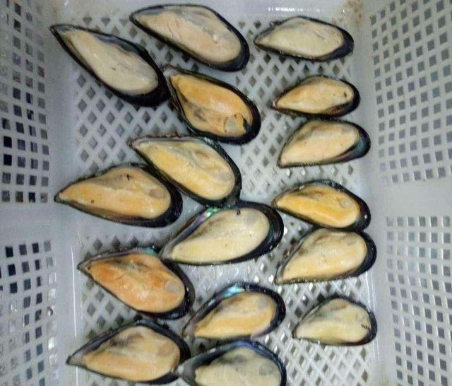 Frozen Mussel Meat High Protein Seafood Ingredient For Importers Offering Clean Harvest Selection And Reliable Cold Storage - Image 3