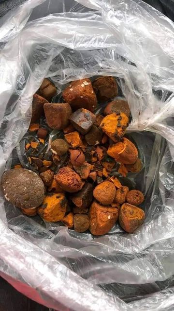 High quality cow Bezoar Gallstones for sale-Natural sourcing Quality A Size 3g-50g Color yellow Certification HACCP Shelf Life - Image 3