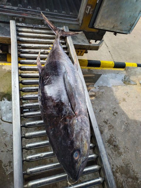 Tuna fish fresh Organic Yes Catch Method Wild-Caught Freshness Level Fresh, Frozen - Image 4