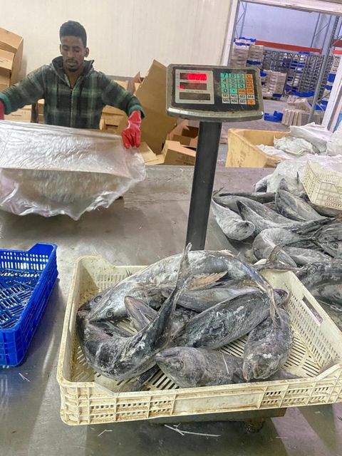 bonito sarda sarda Origin Mauritanie Species Bonito Sarda Size 1 Kg+ Carton 20 Kg Net Product Type Fishery - Image 3
