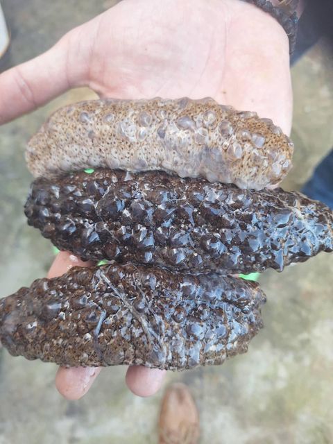 SEA CUCUMBER Quality HIGH Packaging CARTON 20KG Certification ISO 22000:2018 Monthly Dried Export 2 To 2.5 Tons Product Forms Boiled, Frozen, Dried - Image 2