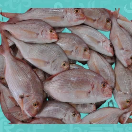 Fish - Image 1