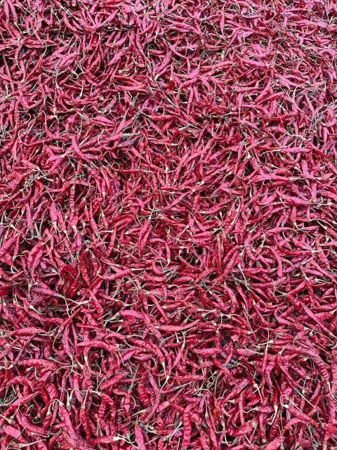Dry red chilli garlic coriander Chili Type Tabasco - Image 1