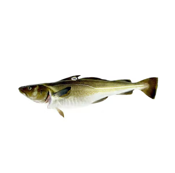 Fresh frozen Atlantic cod Fish / Fillets Buy Online Wholesale Deal Manufacturer Bulk Stock Supplier - Image 3