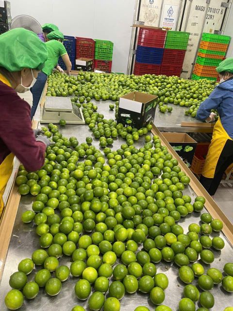 Fresh Seedless lime Color Bright Green Juice Content 40–45% Size 38–52 Mm Diameter Storage Temperature 5–6°c Availability Year-round Supply - Image 3
