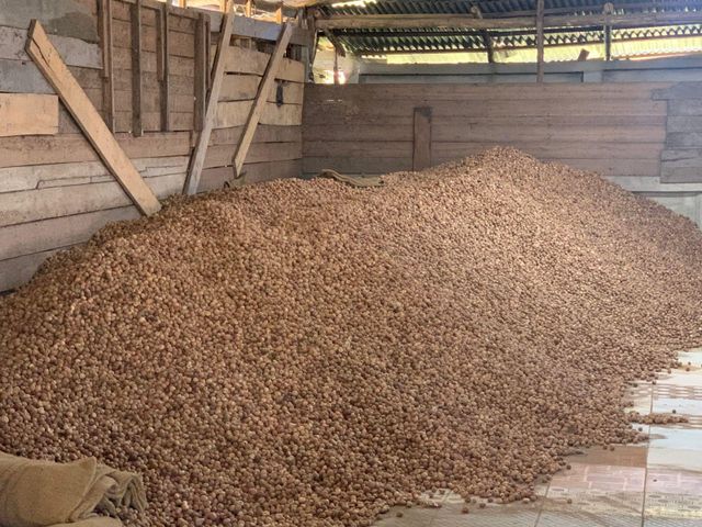 Premium Roasted Whole Arecanut - Image 3
