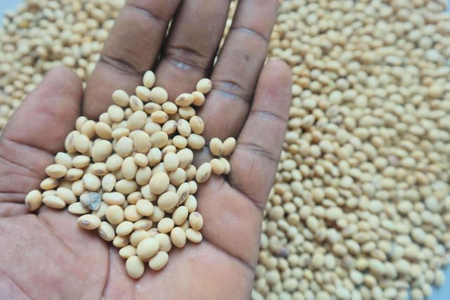 NON GMO SOYEANS for animal consumption - Image 1