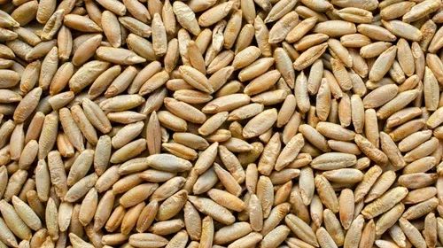 Organic Whole Raw Rye Grain Seeds for Sprouting and Juicing Ryegrass - Image 3