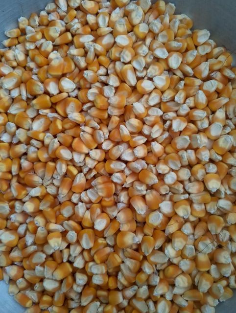 Maize (corn) - Image 1