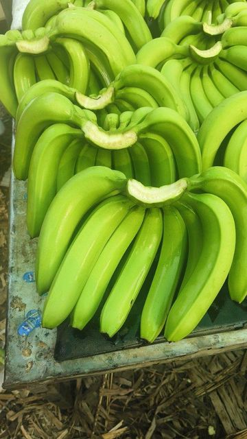 cavendish banana (G9) – product photo 4, product detail gallery