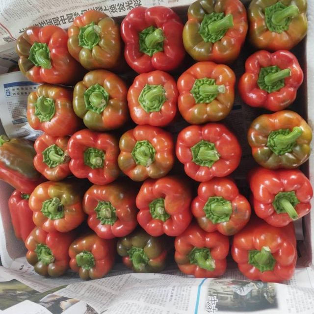 China Origin Red Yellow Green Fresh Colorful Bell Pepper Type common Style Fresh Ingredients No Model Number 001 Shelf Life 20 - Image 2