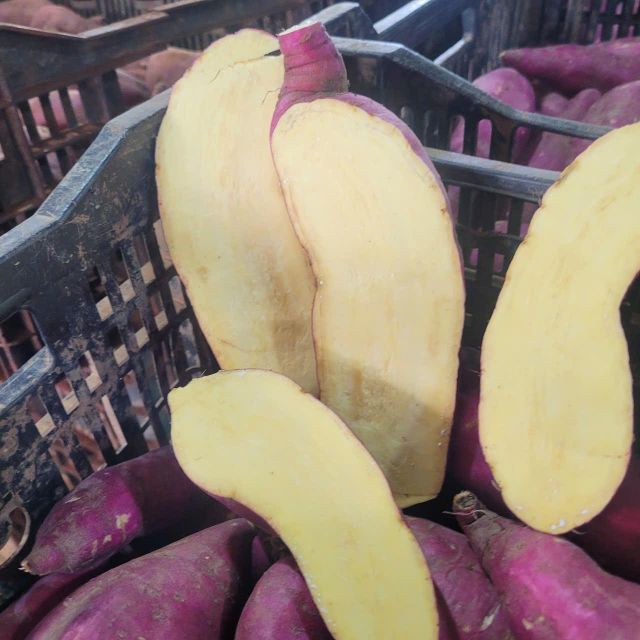 YELLOW SWEET POTATO - Image 3