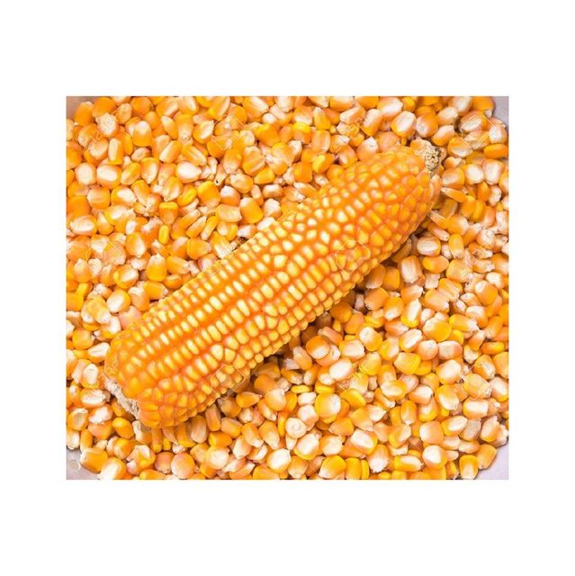 Yellow maize available in bulk for global food and feed industries - Image 3