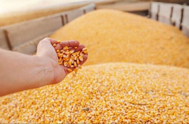 GMO & NON-GMO CORN - Image 3