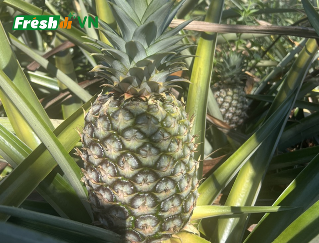 High Quality Fresh Pineapple - Image 1