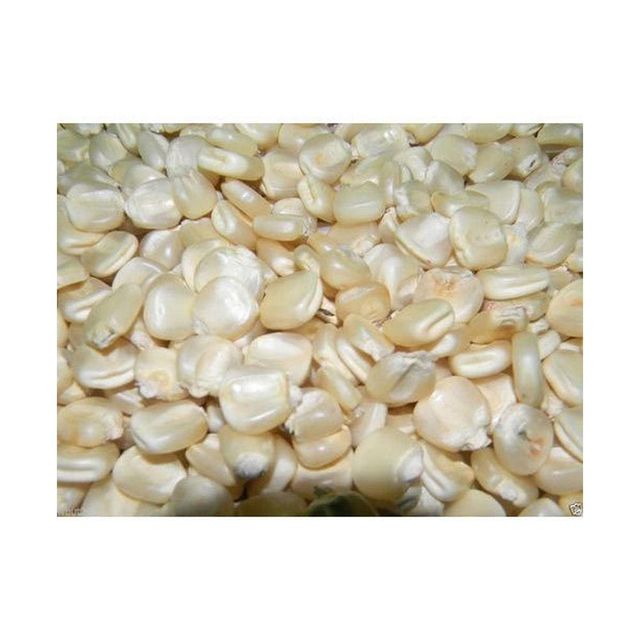 Brazil Maize Export – White & Yellow Corn frozenchickenexports.com – product photo 5, product detail gallery