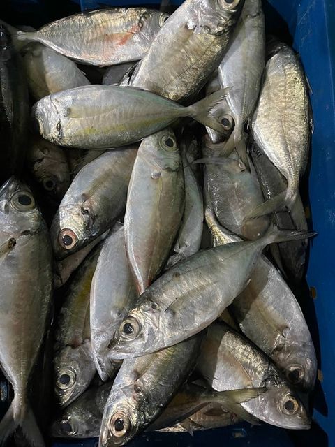 BIG EYE SCAD FOR HIGH QUANTITY WHOLESALE Ph Value Na Style Frozen Content Fish Additives Na Variety Bigeye Weight - Image 4