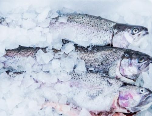 Smelt 25+ / vladivostok - Image 1