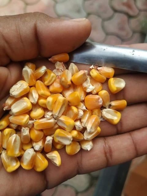white and yellow corn Maize - Image 2
