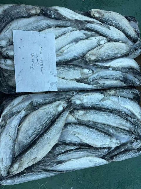 Premium Frozen Herring Fish Whole Round Export Quality Rich Natural Nutrition For International Seafood Supply Markets - Image 4