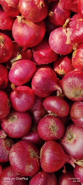 Red Onions Degree of Processing Dried - Image 5