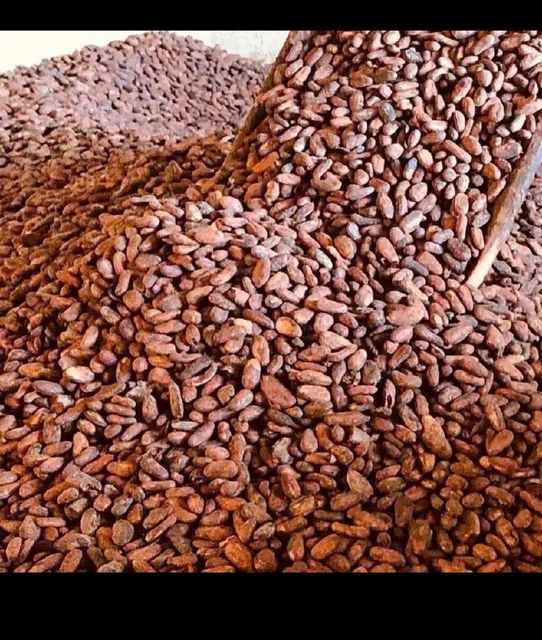 Cocoa bean Grade A1 Origin Cameroon Features Organic Color Dark Brown Size Approx. 2 Cm Product Type Cocoa Mold Content Max - Image 3