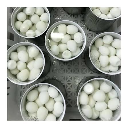 Fresh Canned Edible Quail Eggs - Image 2