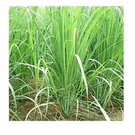 lemon Grass - Image 3