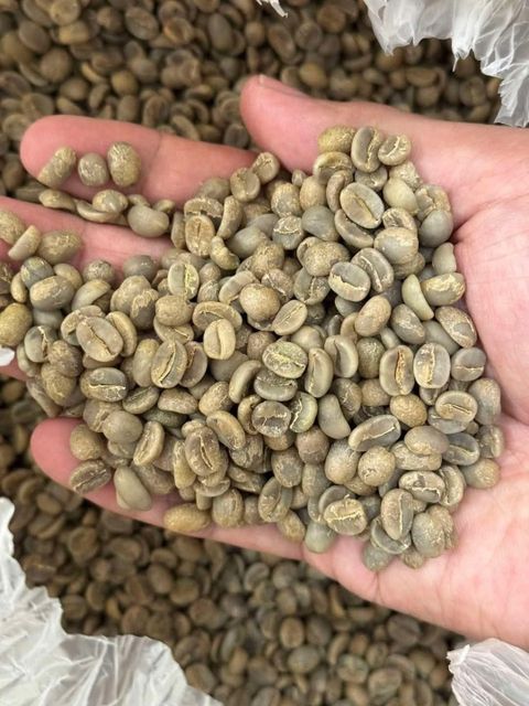 ROBUSTA COFFEE GRADE AA, AB - Image 5
