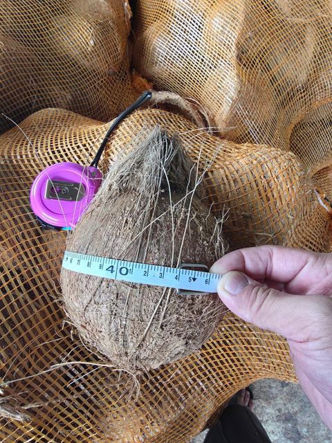 Semi Husked Coconut - FOB (EXW & CIF available) Form Whole Organic Yes Origin Indonesia - Image 1