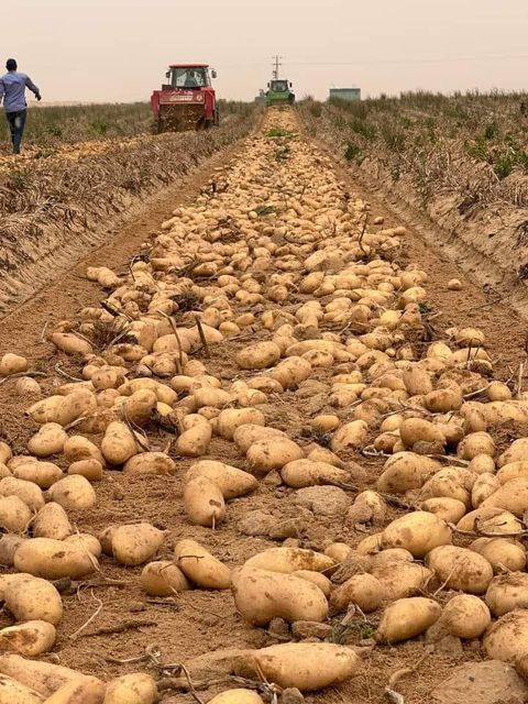Potato - Image 3