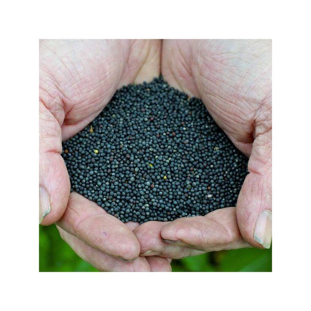 Low price rapeseed bulk supply suitable for livestock feed and oil mills - Image 4