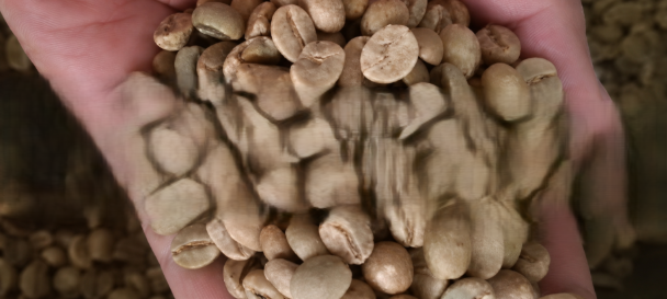 Temanggung Fine Robusta Green Coffee Bean Organic Yes Decaffeinated No Bean Type Robusta Degree of Processing Natural - Image 1