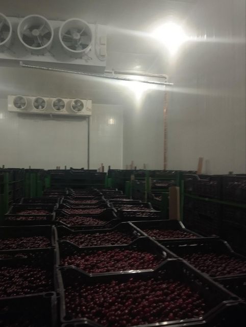 iqf frozen sour cherry  with pit Fruit Type Cherry Type iqf frozen -18 Manufacturer Uzbekistan Packaging carton box 10 kg - Image 3