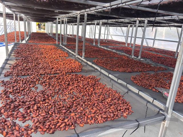 Cocoa Beans - Image 4