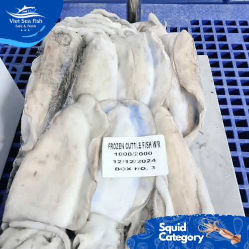 Frozen Cuttlefish Packing Block Minimum Order 5 Tons Net Weight 10kg/carton Size 500/1000, 1000/up - Image 2